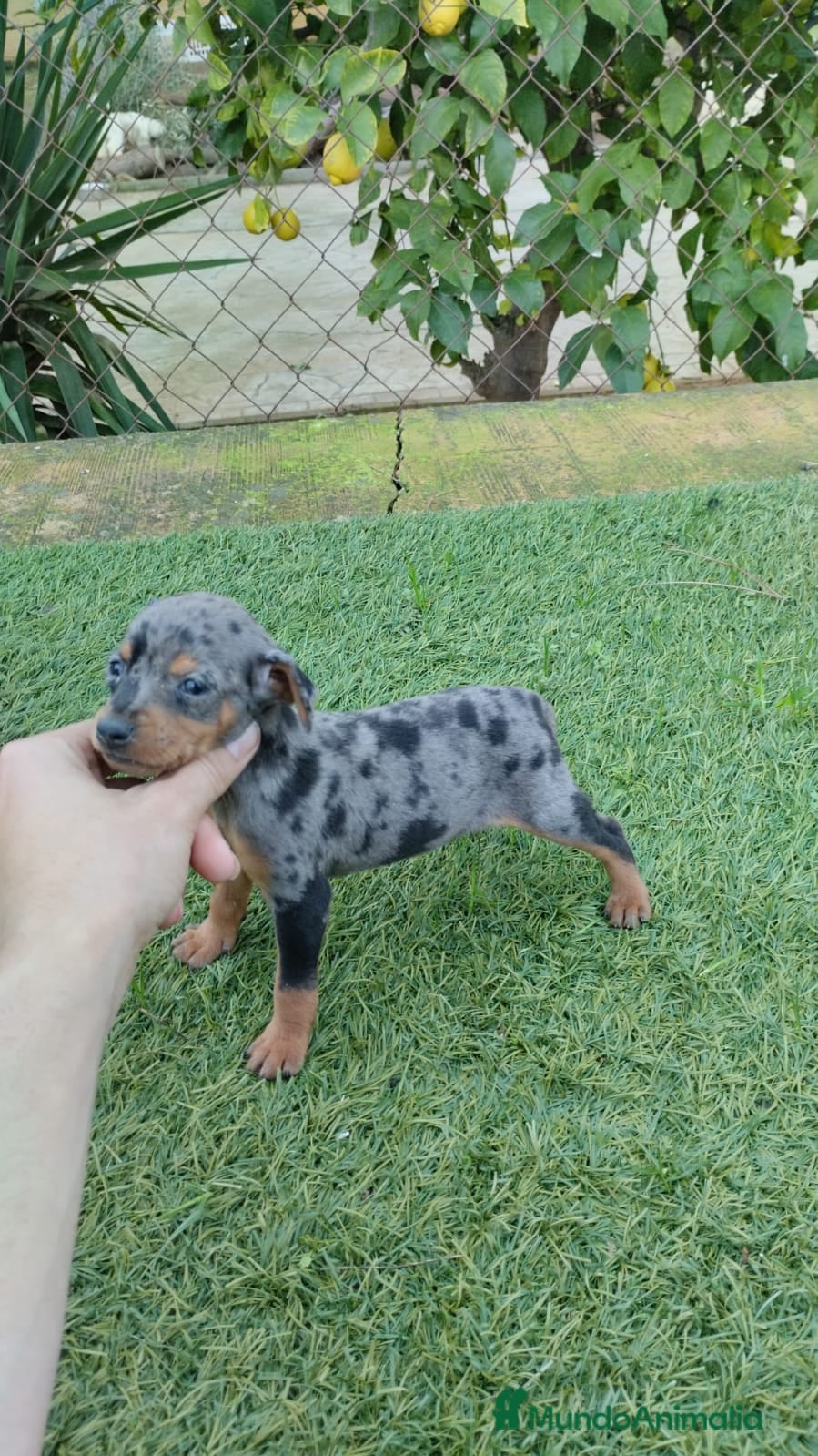 Pinscher Miniatura perros Pinscher miniatura  - Anuncio 1