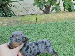 Pinscher Miniatura perros Pinscher miniatura - Anuncio 1