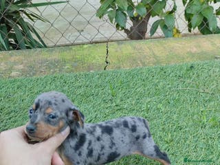 Pinscher Miniatura perros Pinscher miniatura - Anuncio 11