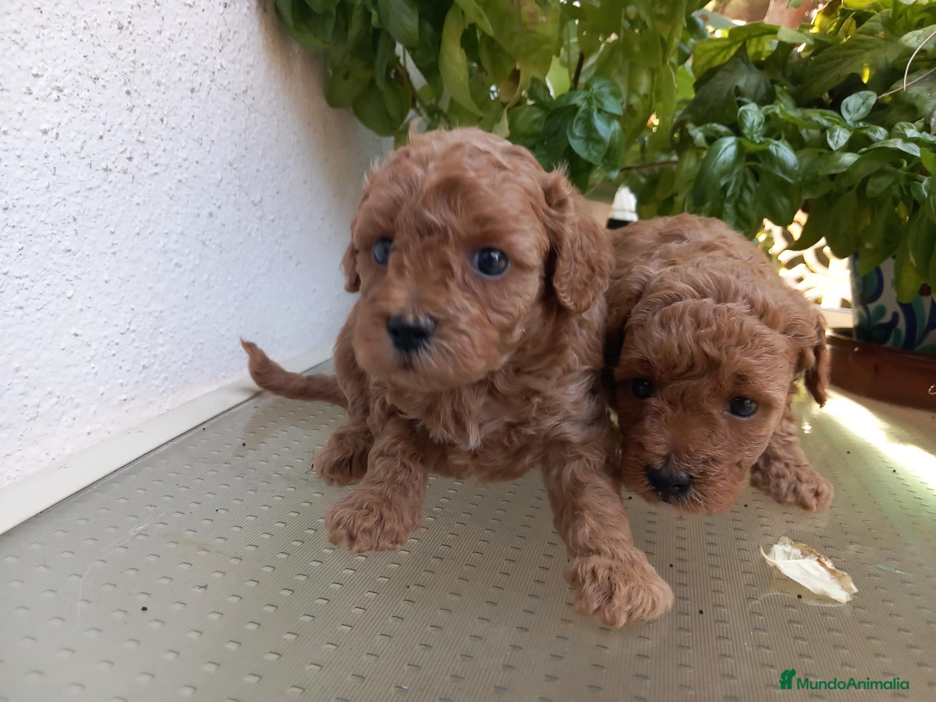 Caniche Toy perros Cachorro Caniche Mini Toy Rojo. - Anuncio 22