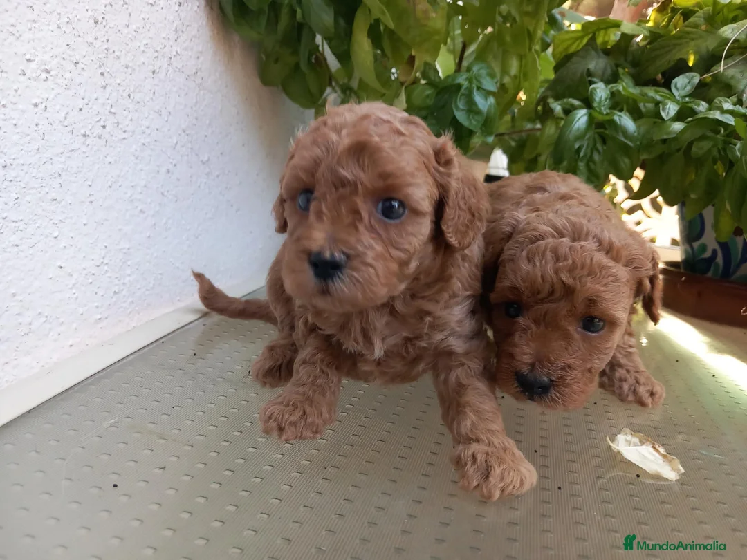 Caniche Toy perros en venta: Cachorro Caniche Mini Toy Rojo. - Anuncio 2