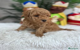 Caniche Toy perros en venta: CANICHE TOY - Anuncio 8