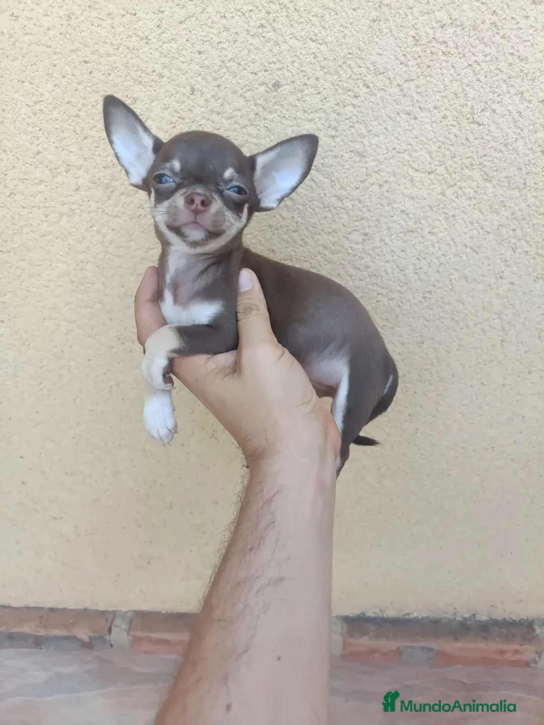 Chihuahua perros en venta: Espectaculares Chihuahuas Chocolate Fuego - Anuncio 1