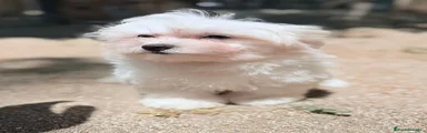 Bichón Maltés 1