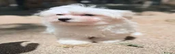 Bichón Maltés perros en venta: BICHÓN MALTÉS  - Anuncio 3