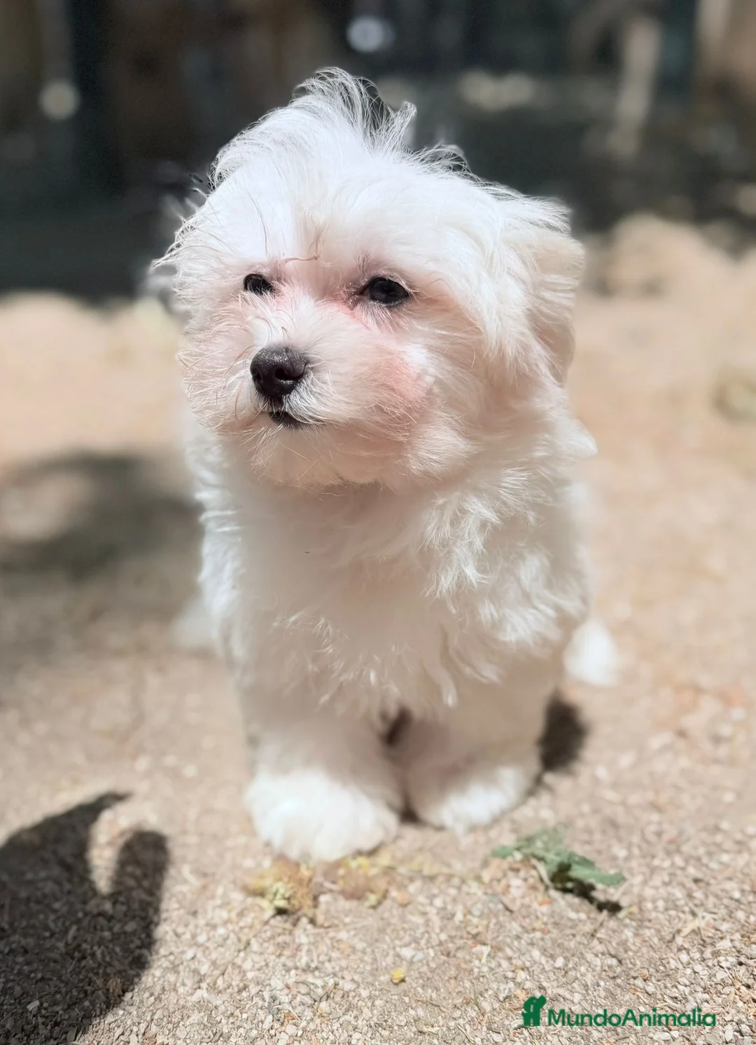 Bichón Maltés perros en venta: BICHÓN MALTÉS  - Anuncio 3