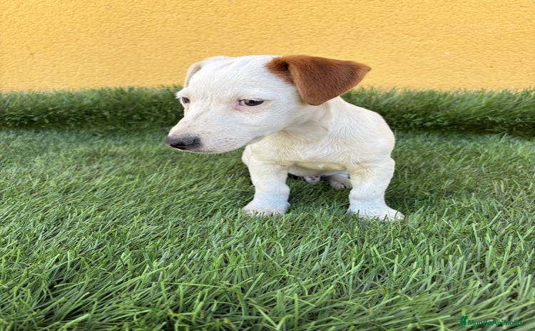 Jack Russell Terrier perros - Anuncio 12