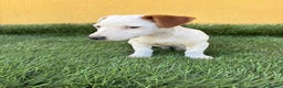 Jack Russell Terrier perros en venta: Jack Russell Terrier macho - Anuncio 1