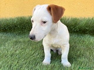 Jack Russell Terrier perros - Anuncio 1