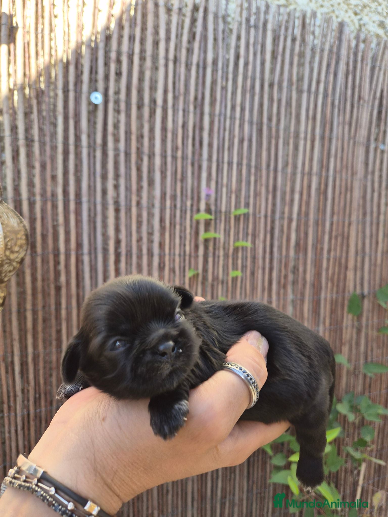 Shih Tzu perros Camada de shih tzus negros - Anuncio 1