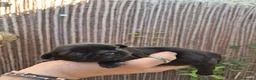 Shih Tzu perros en venta: Camada de shih tzus negros - Anuncio 1