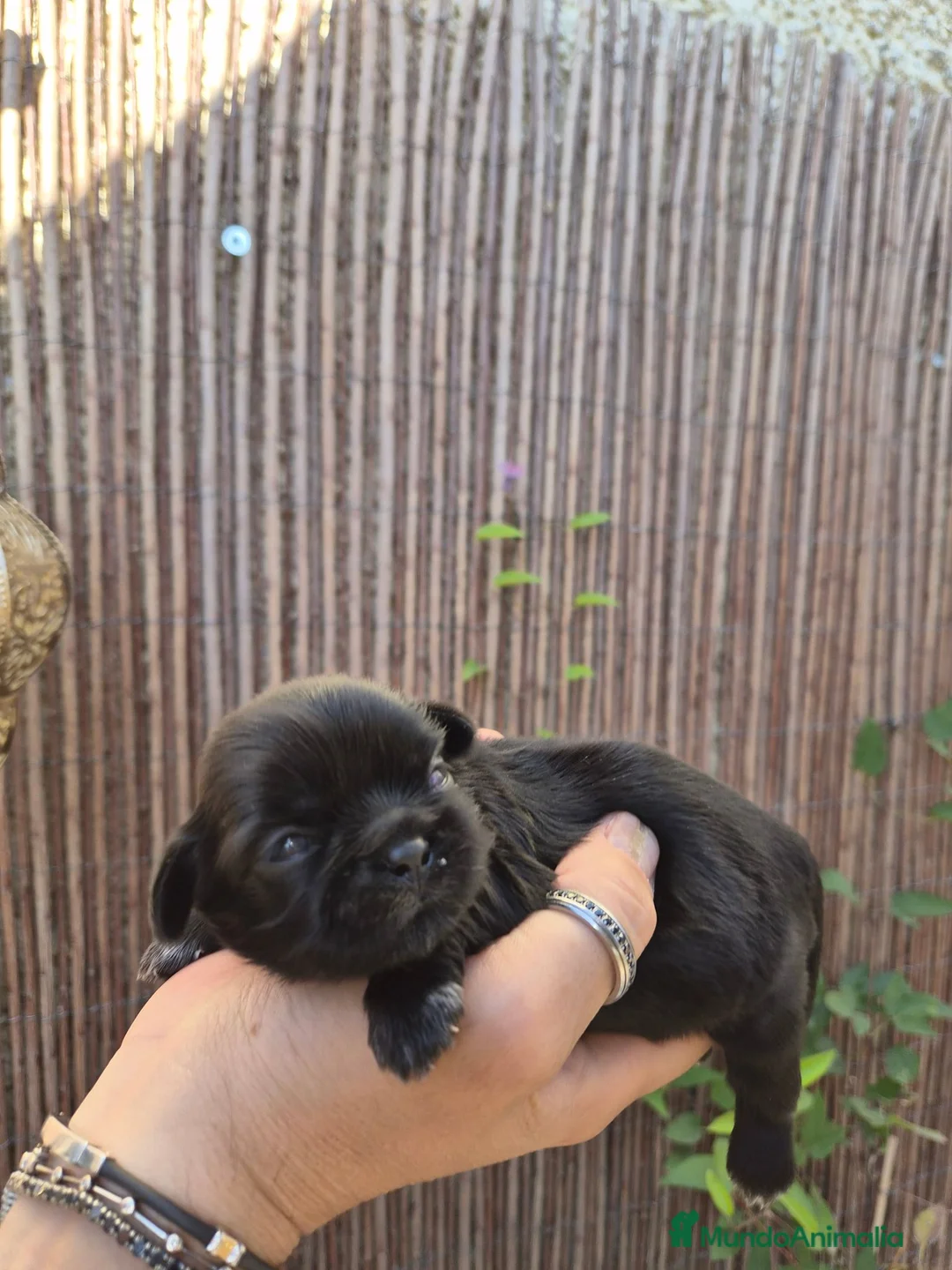 Shih Tzu perros en venta: Camada de shih tzus negros - Anuncio 1
