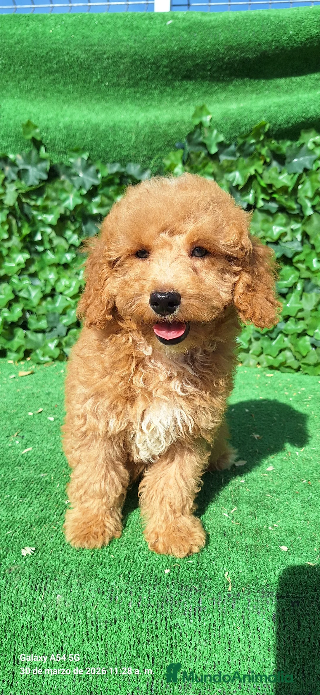 Raza Mixta perros en venta: Mestizo de perro de agua con caniche toy - Anuncio 5