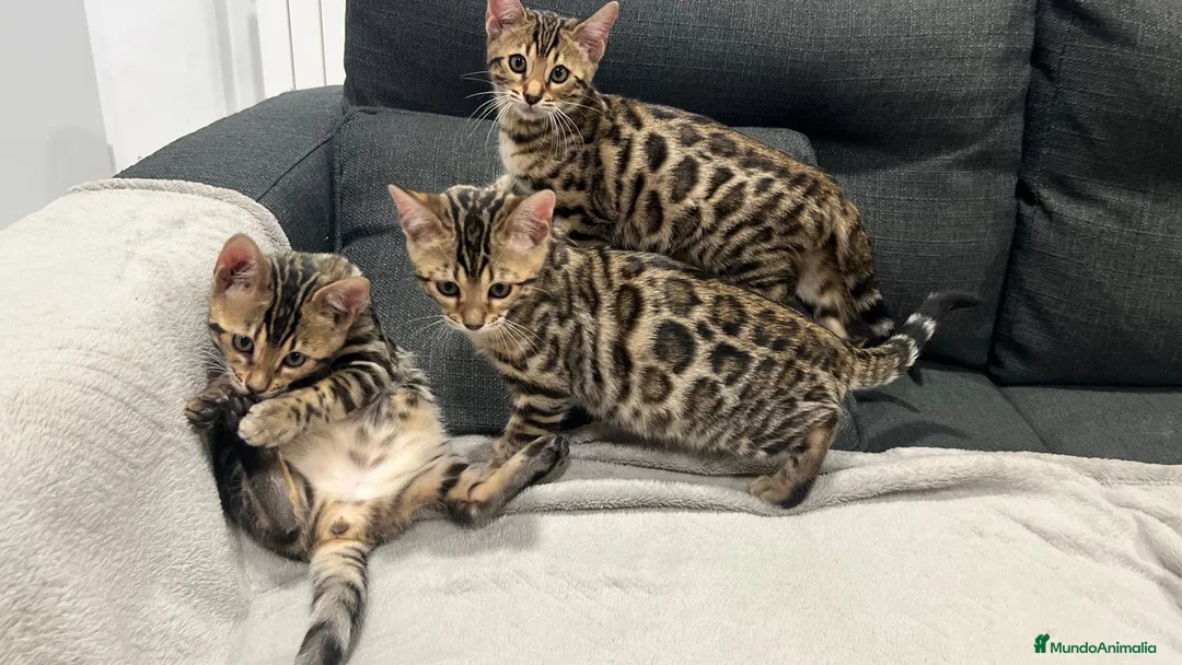 Bengalí gatos en venta: Bengalíes  en Cáceres - Anuncio 7