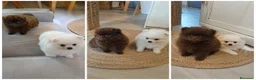 Pomerania perros en venta: POMERANIA  - Anuncio 1