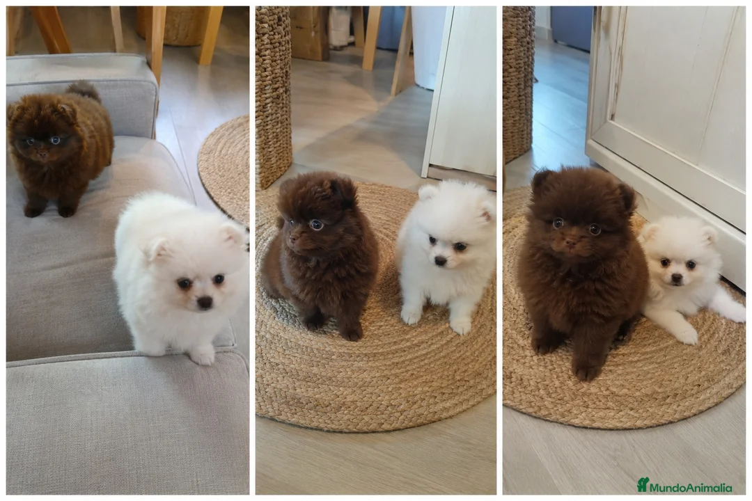 Pomerania perros en venta: POMERANIA  - Anuncio 1