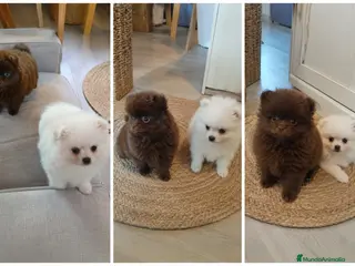 Pomerania perros POMERANIA - Anuncio 2