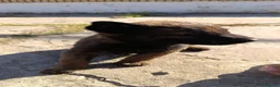 Pastor Belga Malinois perros en venta: Pastor belga malinois de calidad  - Anuncio 4