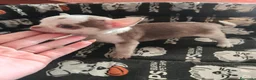 Chihuahua perros en venta: Chihuahua Toy - Anuncio 7