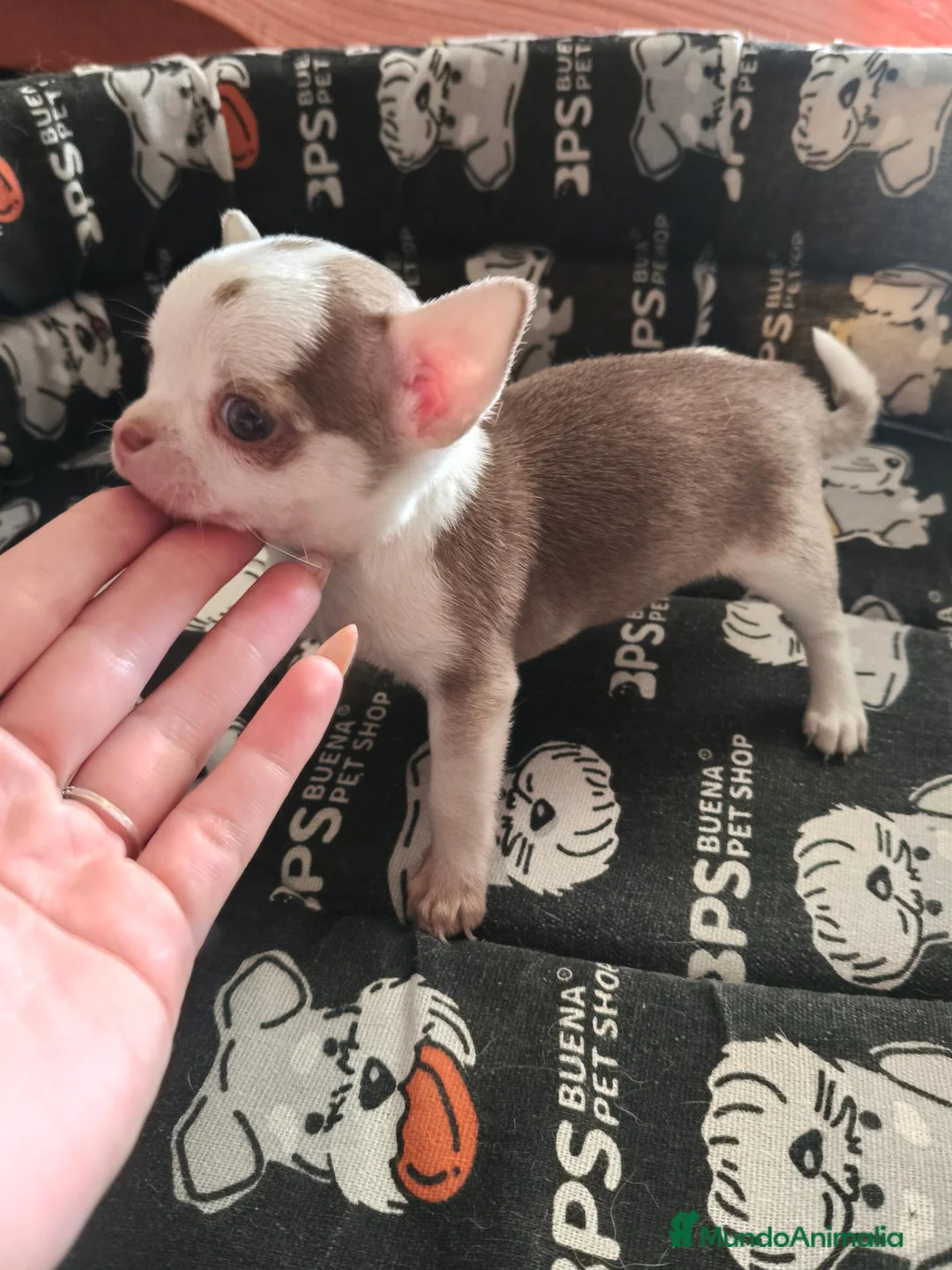 Chihuahua perros en venta: Chihuahua Toy - Anuncio 7