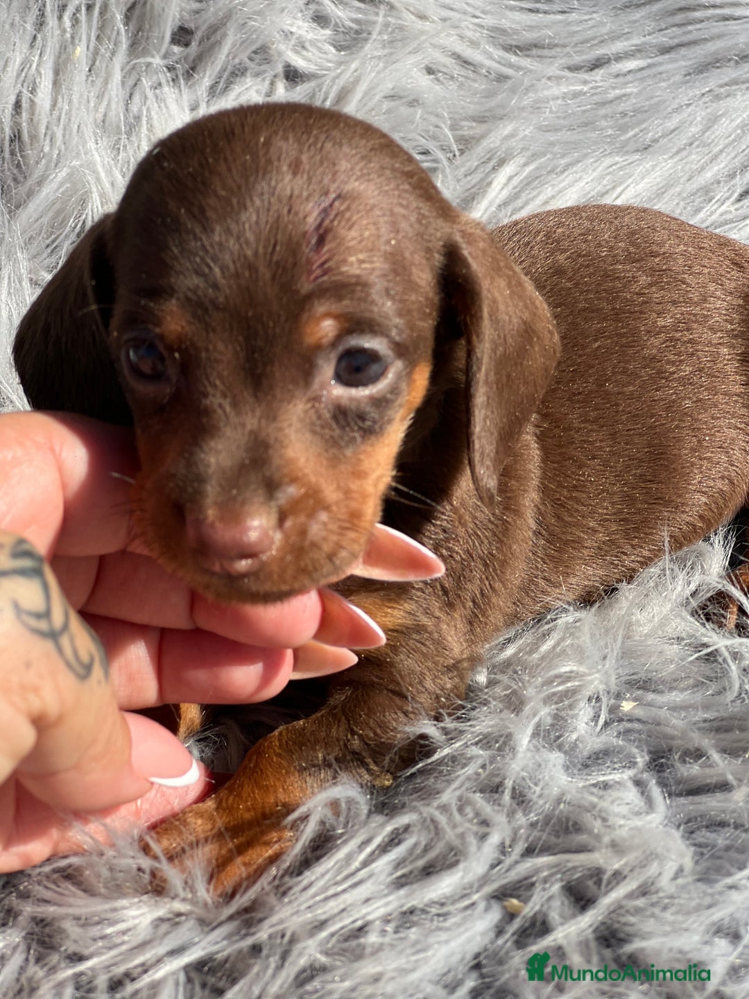 Teckel Miniatura perros en venta: Teckel Kaninchen  - Imagen 3