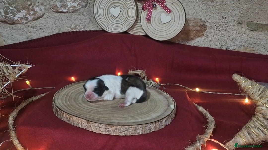 Pekinés perros en venta: Precioso Pekinés bicolor - Anuncio 2