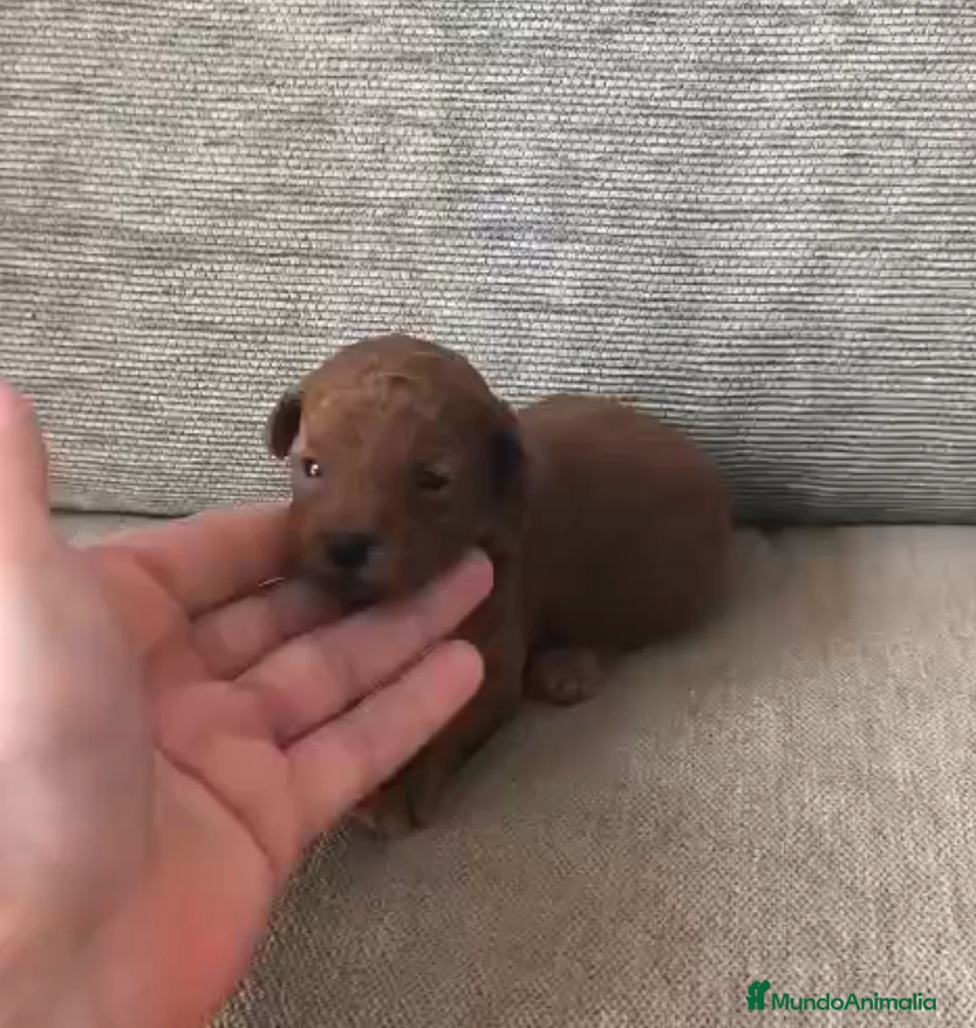 Caniche Toy perros en venta: Comprar y vender caniche toy macho y hembra rojo - Anuncio 2