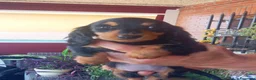 Teckel perros en venta: Teckel pelo largo  - Anuncio 5
