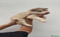 Husky Siberiano perros en venta: Último Macho Husky siberiano  - Imagen 6