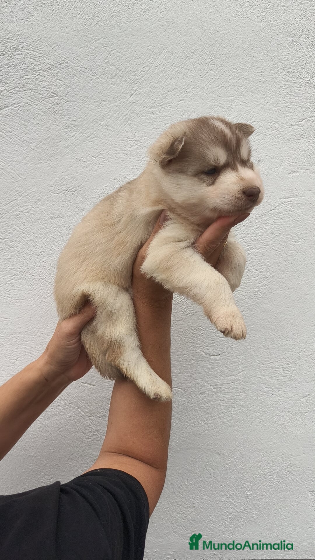 Husky Siberiano perros en venta: Último Macho Husky siberiano  - Imagen 6