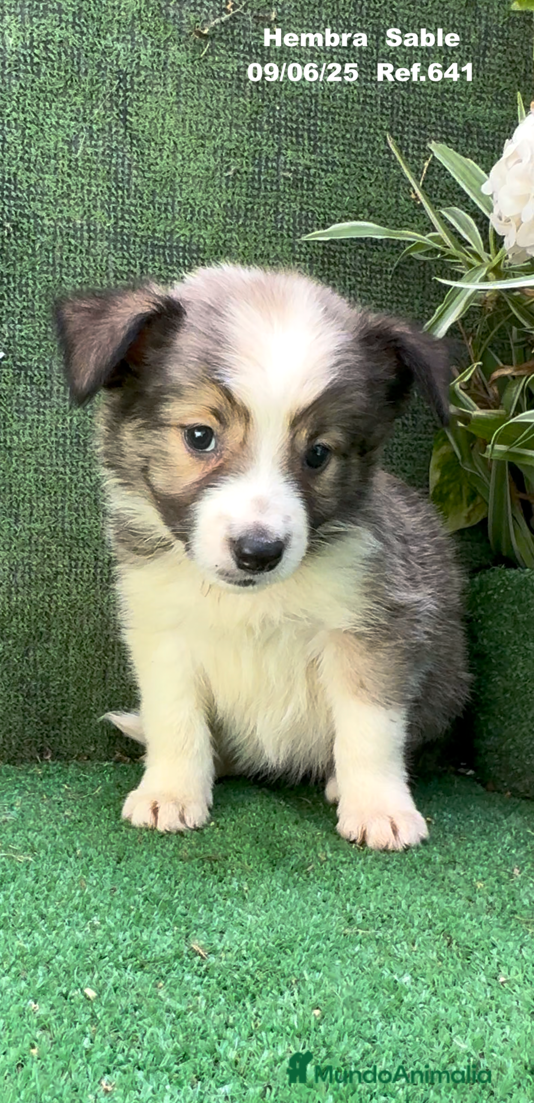 Border Collie perros en venta: BORDER COLLIE sable - Imagen 8