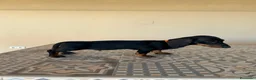Teckel perros en venta: Preciosos Teckel pelo corto  - Anuncio 4