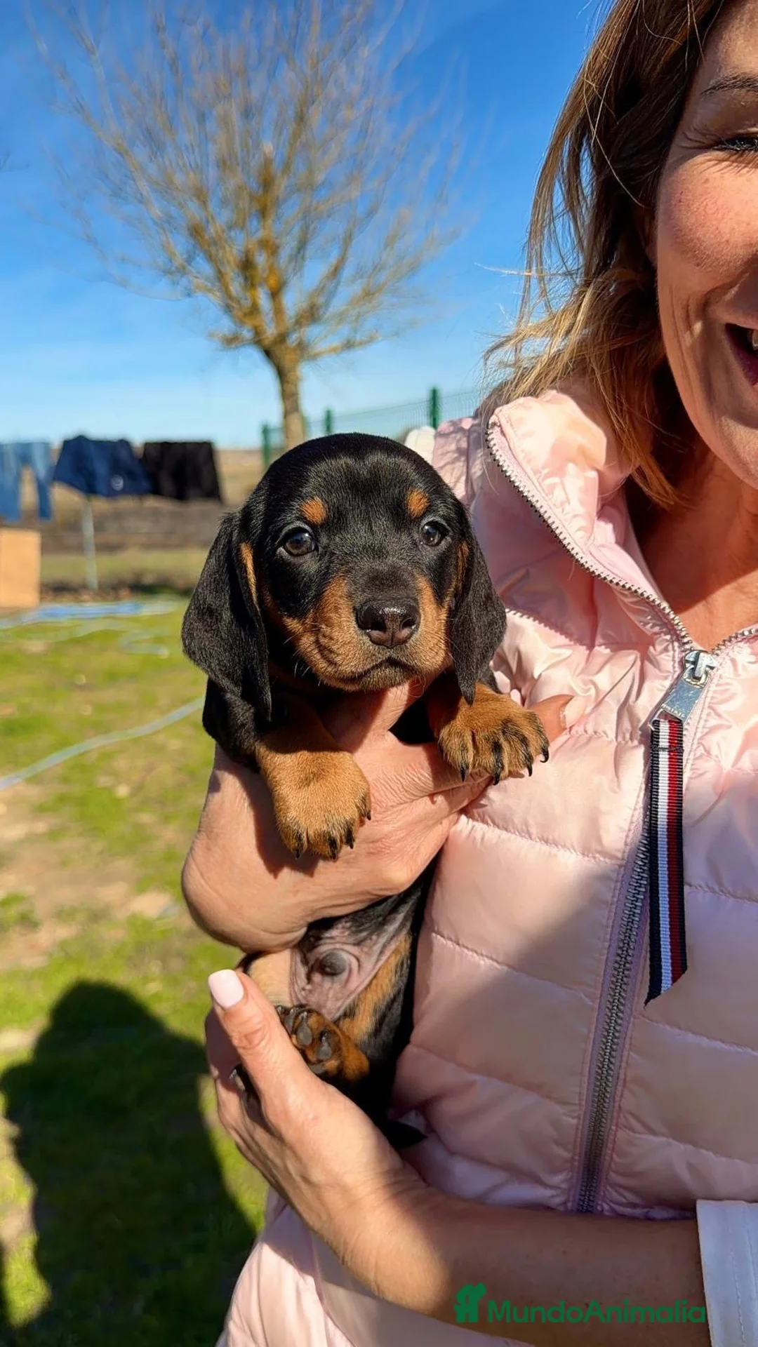 Teckel Miniatura perros en venta: TECKEL KANINCHEN NEGRO/FUEGO 🖤🔥 - Anuncio 4