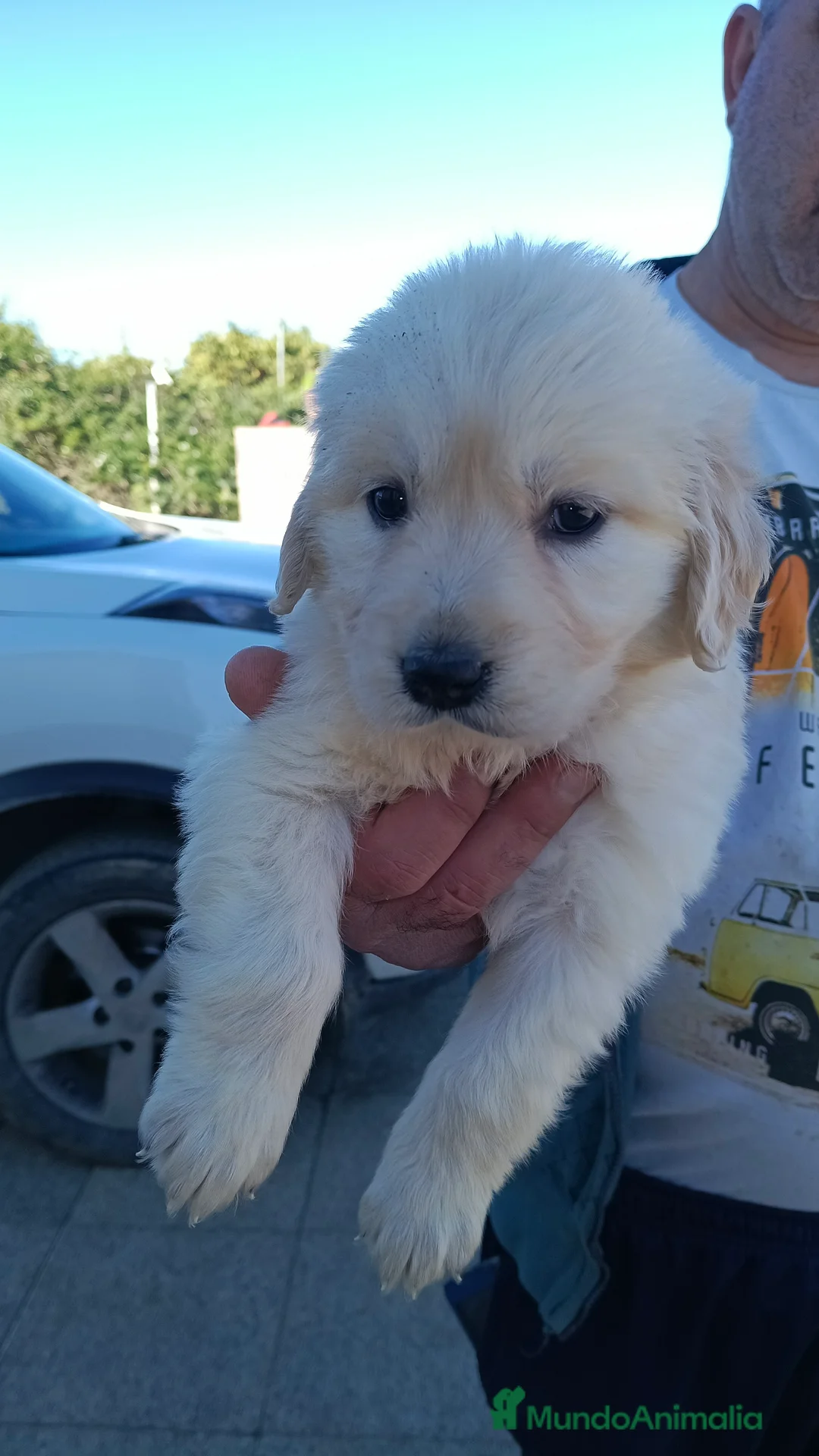 Golden Retriever perros en venta: Hembra de golden retriever  - Anuncio 4