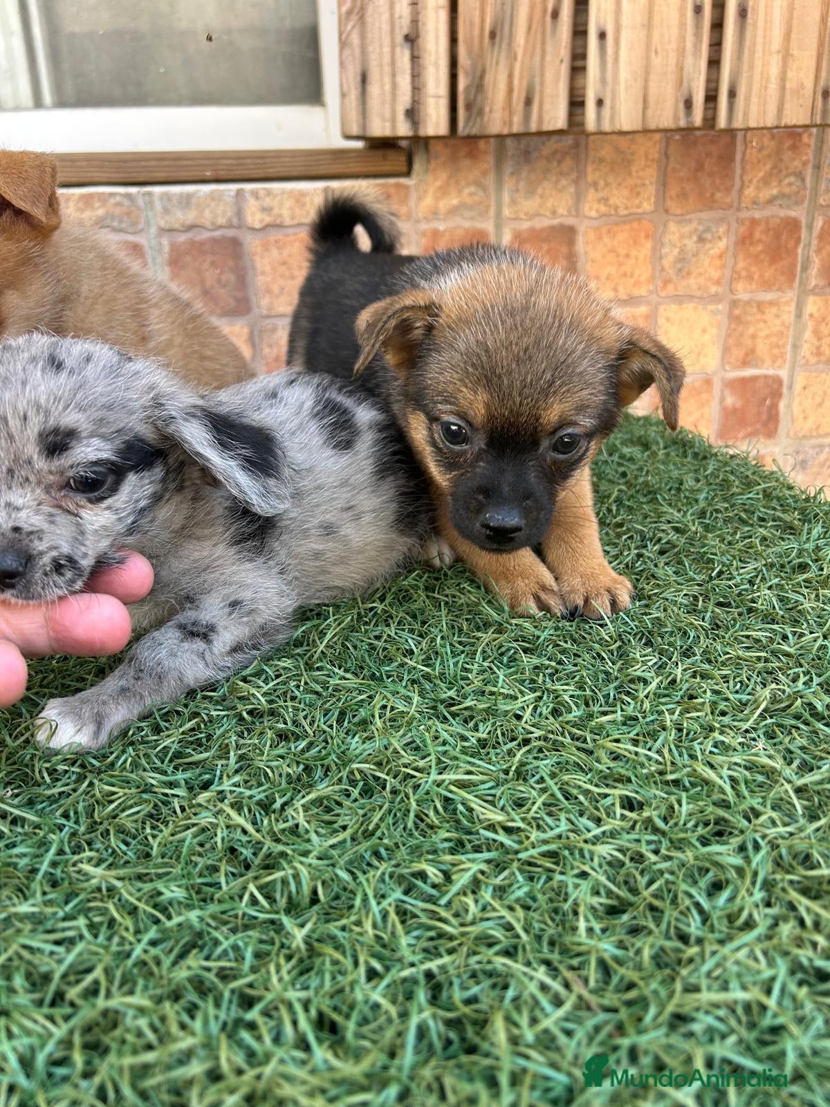 Pomchi perros Cruzaditos de chihuahua y pomerania  - Anuncio 1