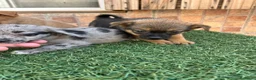 Pomchi perros en venta: Cruzaditos de chihuahua y pomerania  - Anuncio 1