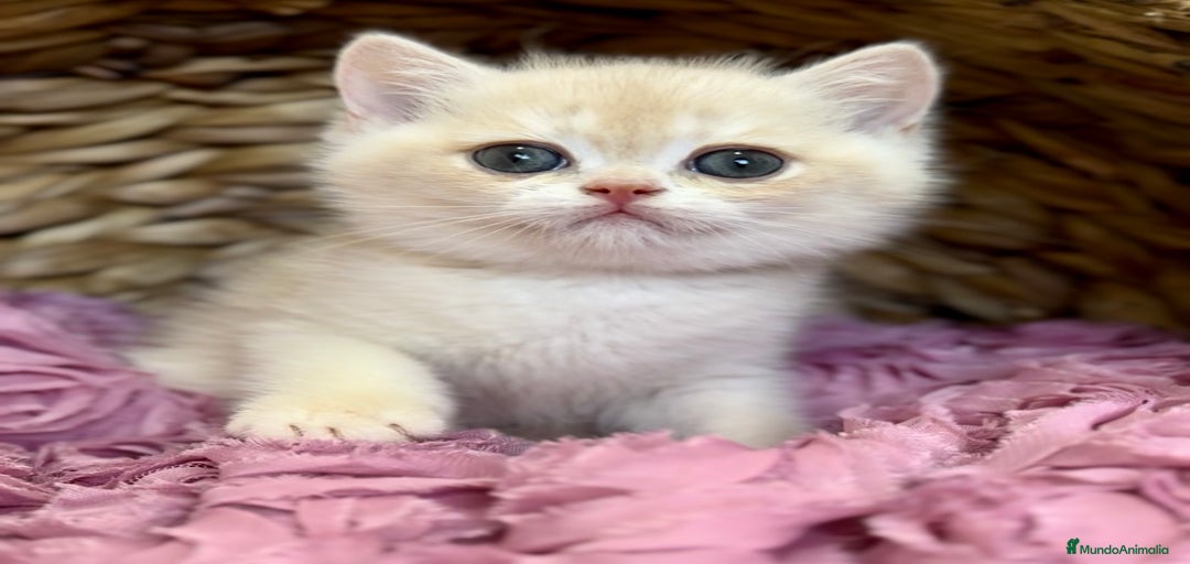 Imagen de galería {{count}}