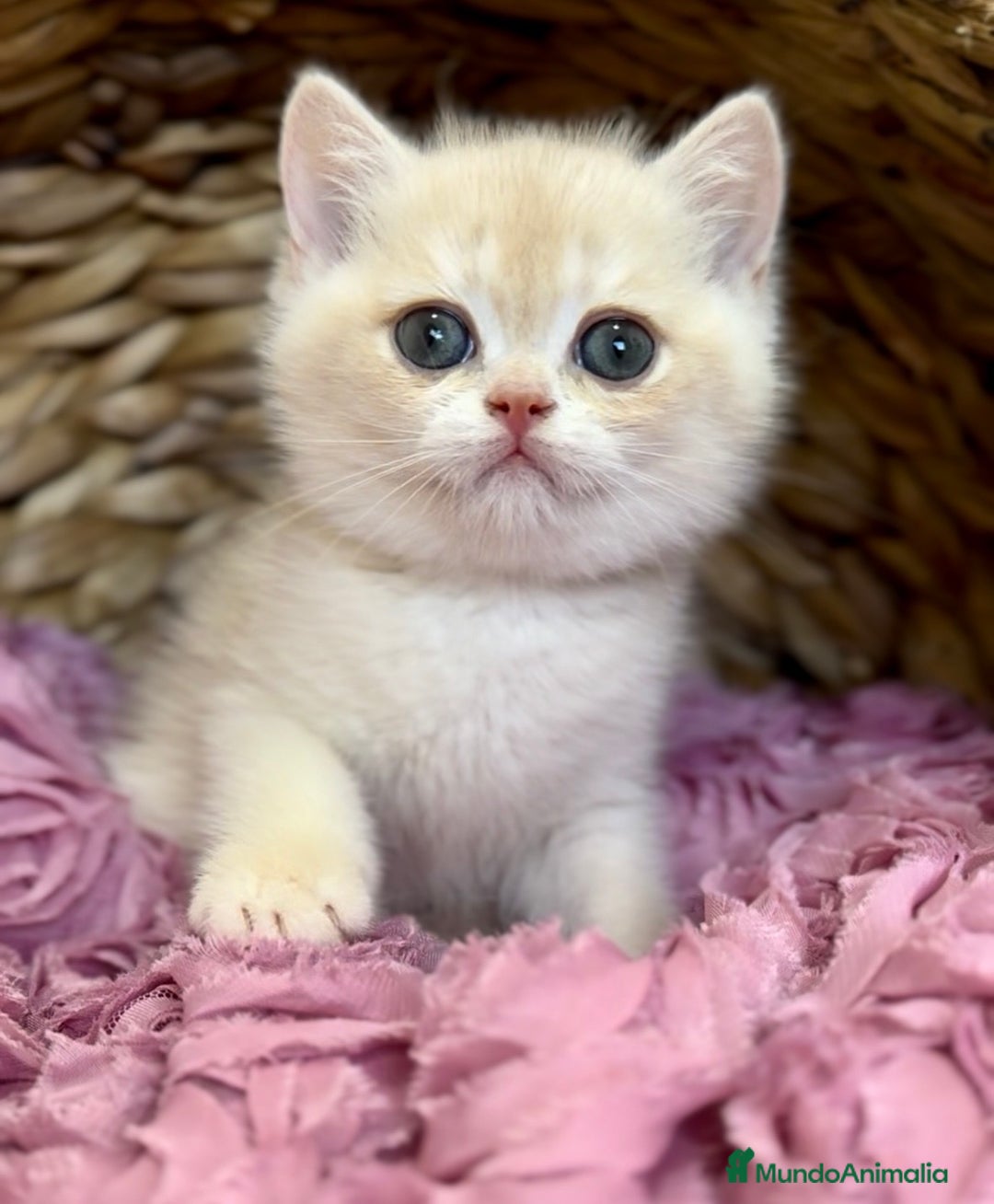 Imagen de galería {{count}}