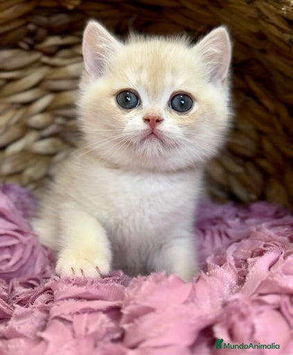 Imagen de galería {{count}}