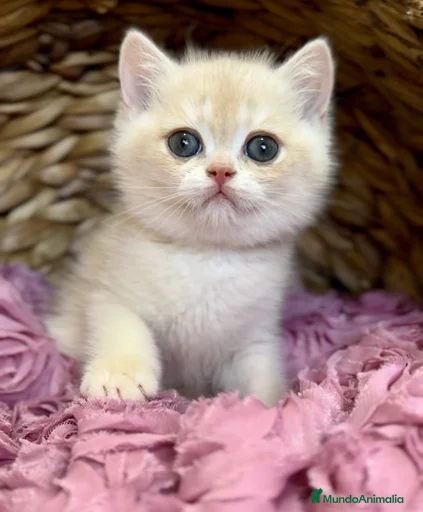 Imagen de galería {{count}}