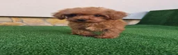 Caniche Toy perros en venta: caniche toy  - Anuncio 3