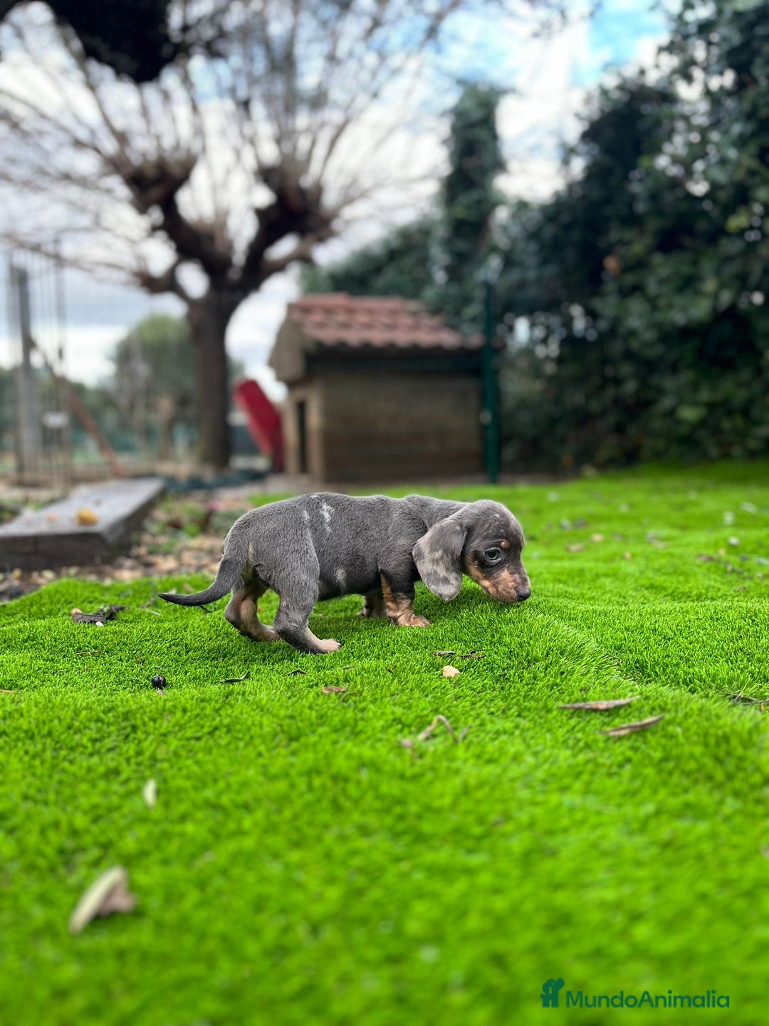 Teckel perros en venta: Teckel mini Arlequín  - Anuncio 4