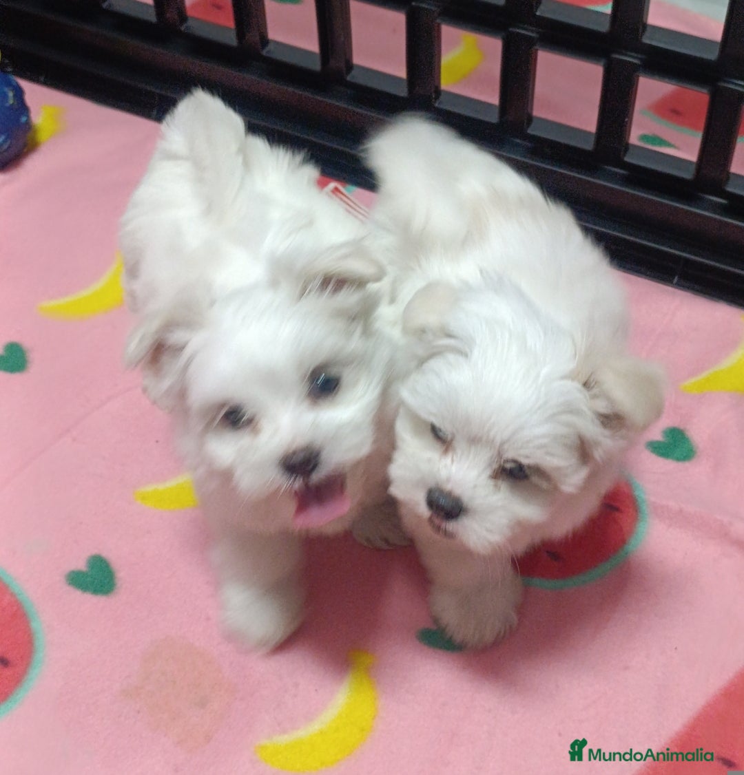Bichón Maltés perros en venta: Bichón máltes coreanos  - Imagen 2
