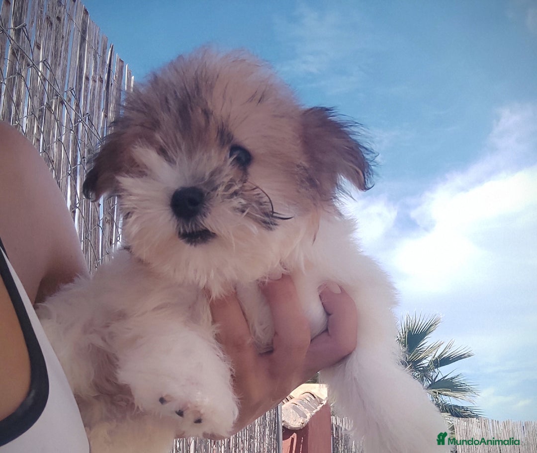 Raza Mixta perros en venta: Cachorritas malvi - Anuncio 3