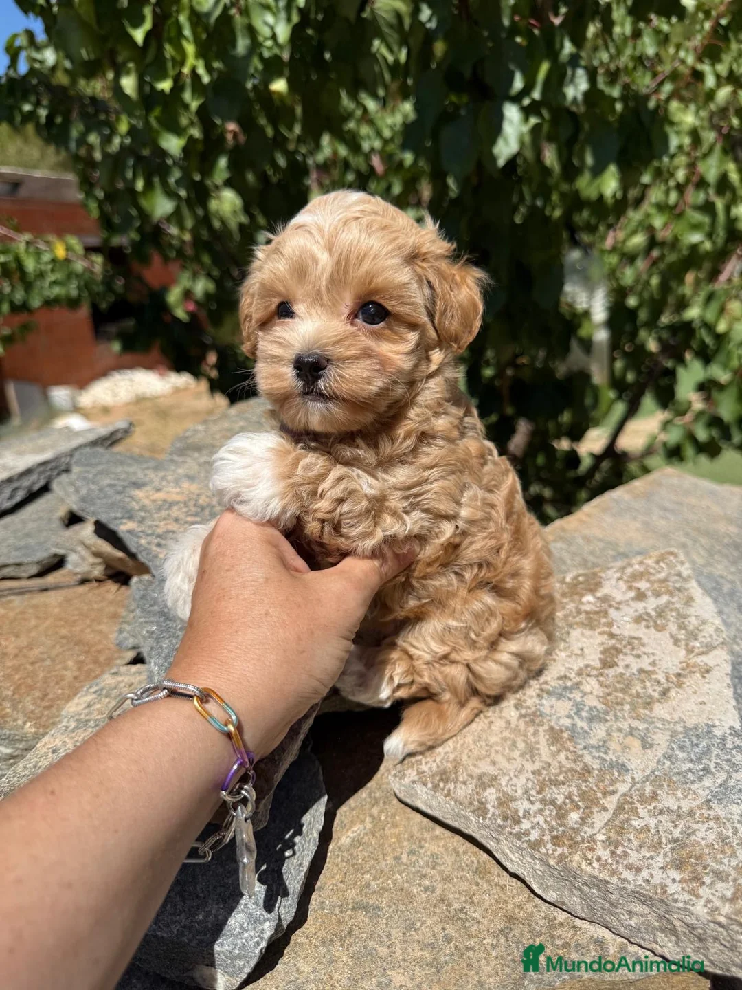 Maltipoo perros en venta: Maltipoo Bicolor Toy !!! - Anuncio 2
