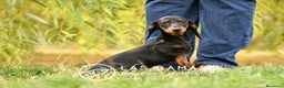 Teckel perros en venta: Teckel 🌭 Pequeños de patas, grandes de alma - Anuncio 6