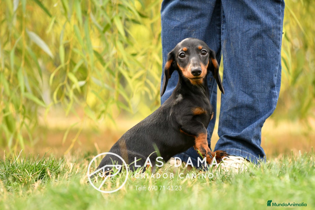 Teckel perros en venta: Teckel 🌭 Pequeños de patas, grandes de alma - Imagen 5
