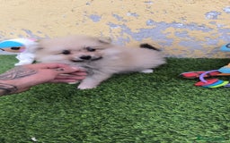 Pomerania perros en venta: OPORTUNIDAD!!! PRECIOSO POMERANIA  - Imagen 2