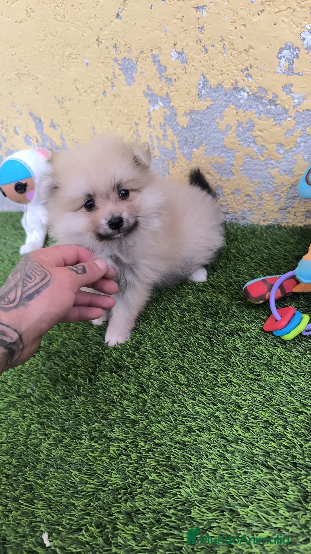 Pomerania perros en venta: OPORTUNIDAD!!! PRECIOSO POMERANIA  - Imagen 2