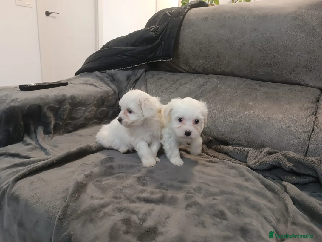 Bichón Maltés perros en venta: BICHÓN MALTÉS - Anuncio 3